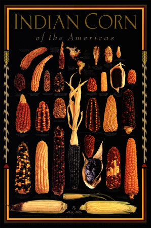 Indian Corn of the Americas (black background)