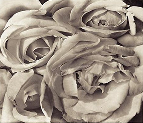 Roses, Mexico 1924