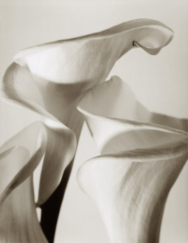 Three Calla Lilies, 1996
