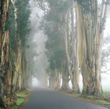 Eucalyptus in the Fog
