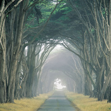 Corridor of Cypress