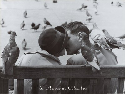 Un Amour de Colombes