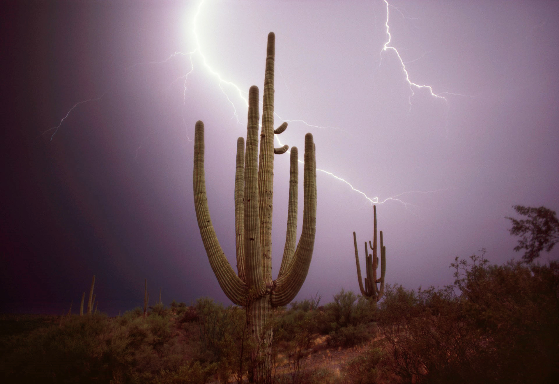Lightning , Sonoran Desert, Arizona