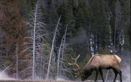 Bull Elk, Wyoming