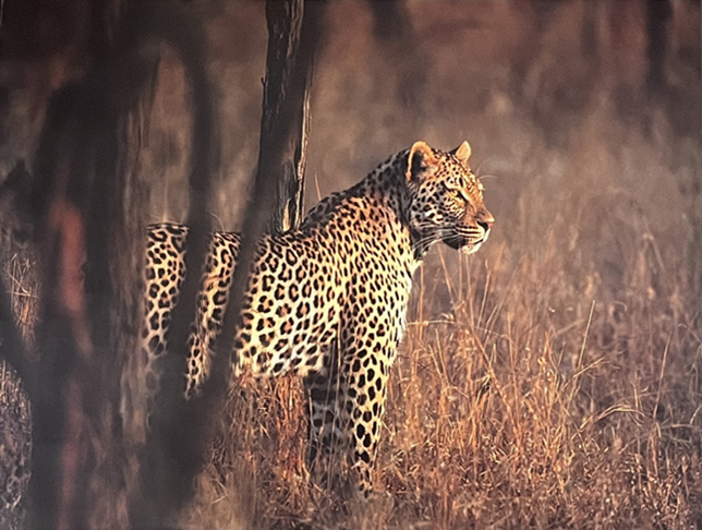 Leopard - Londolozi National Park, South Africa