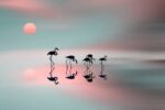 Family of Flamingos