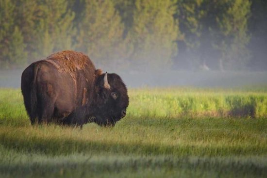 Bison In Morning Light