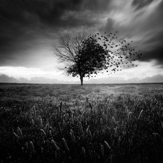 Illusion d'un Printemps Perdu