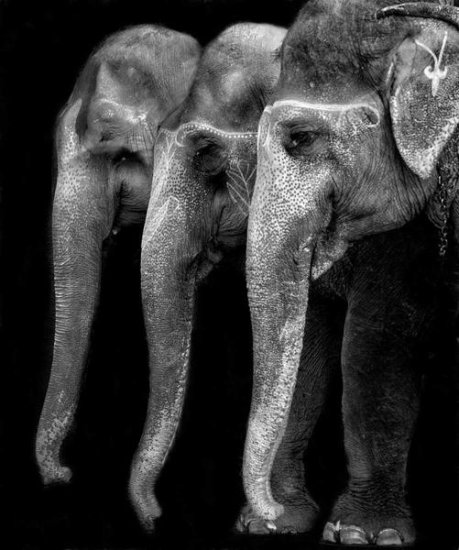 Nature's Great Masterpiece, Elephants; The Only Harmless Great Thing