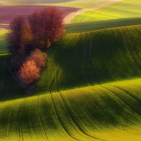 Green Fields