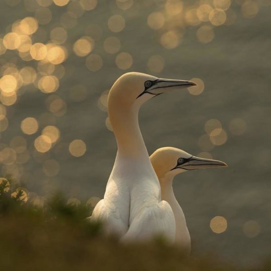Gannets in Sunset