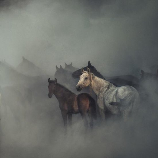 The Lost Horses