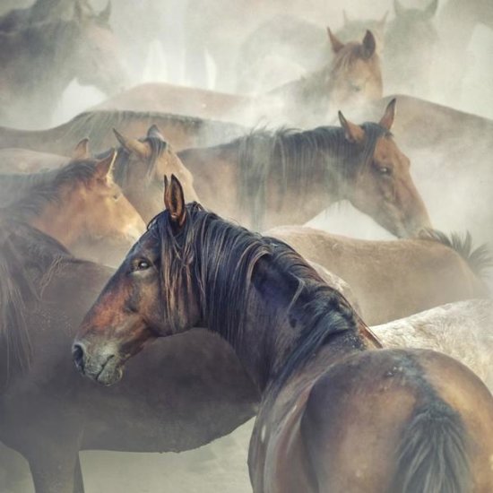 Tired Horses