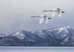 Swans at Kussharo Lake