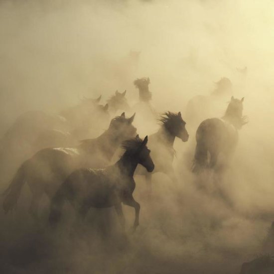 Migration of Horses