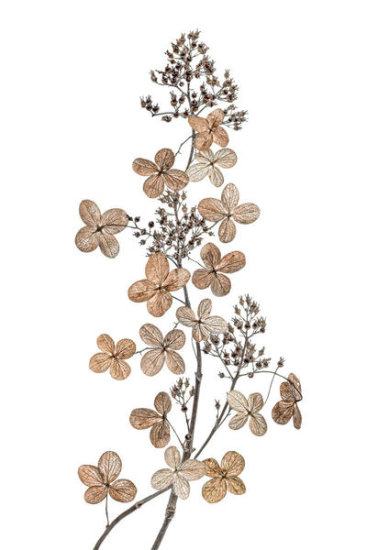 Hydrangea Paniculata