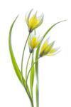 Tulipa (curving right)