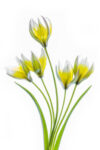 Tulipa (upright)
