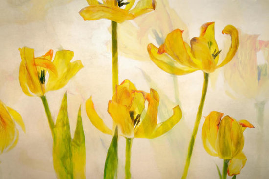 Flowering Tulips