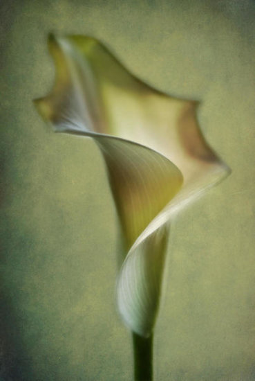 Calla Lily
