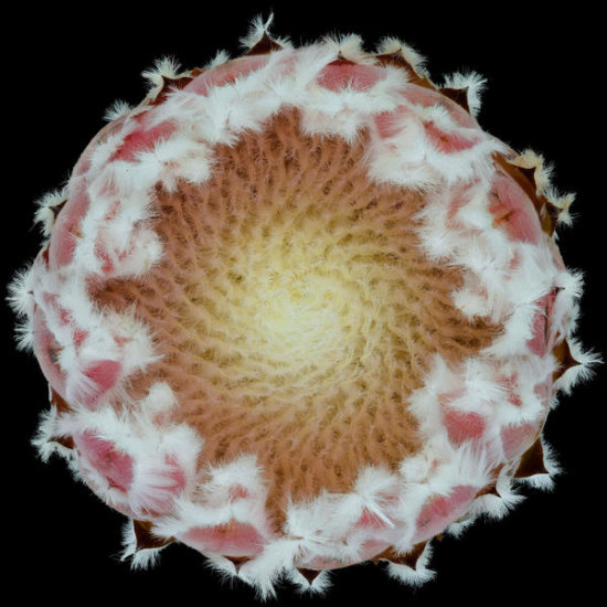 Protea