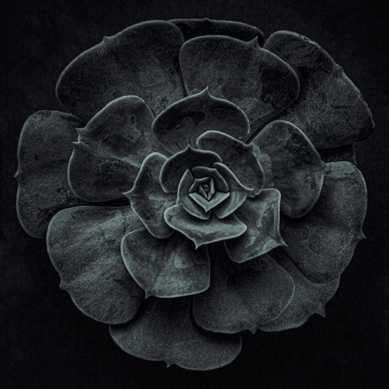 Cactus Flower