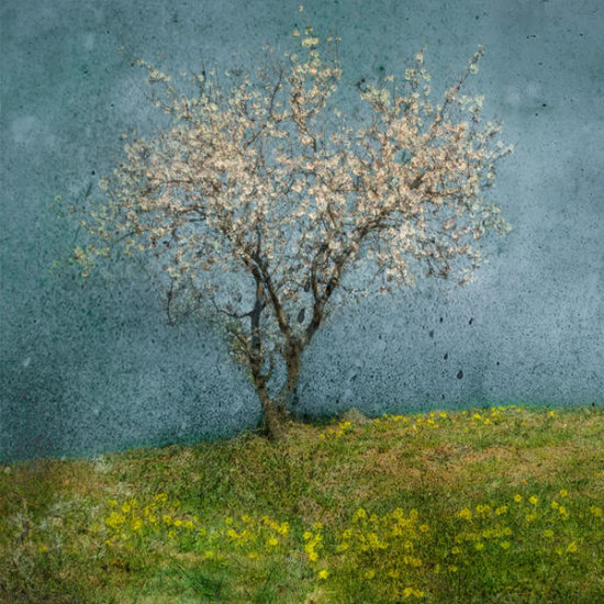 Almond Tree